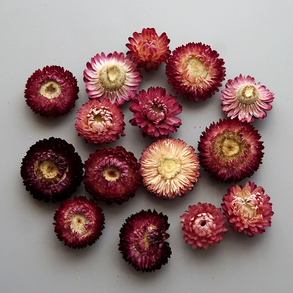 天然のドライでカラフルな菊の花輪,手作りのヘアアクセサリー, - Candle Making Supplies Online のレビューと価格